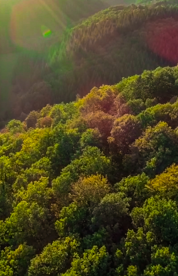 Vielen Dank! NATURE banner