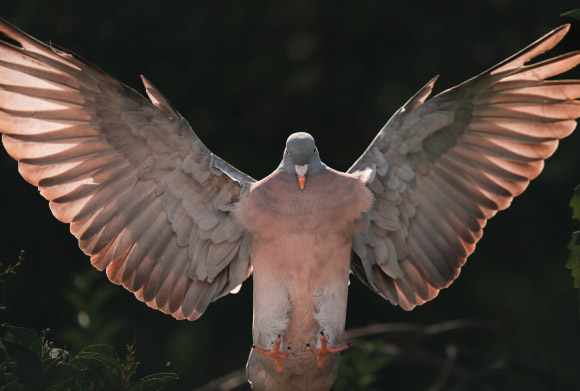 Aktionsbild 1 Gamander López